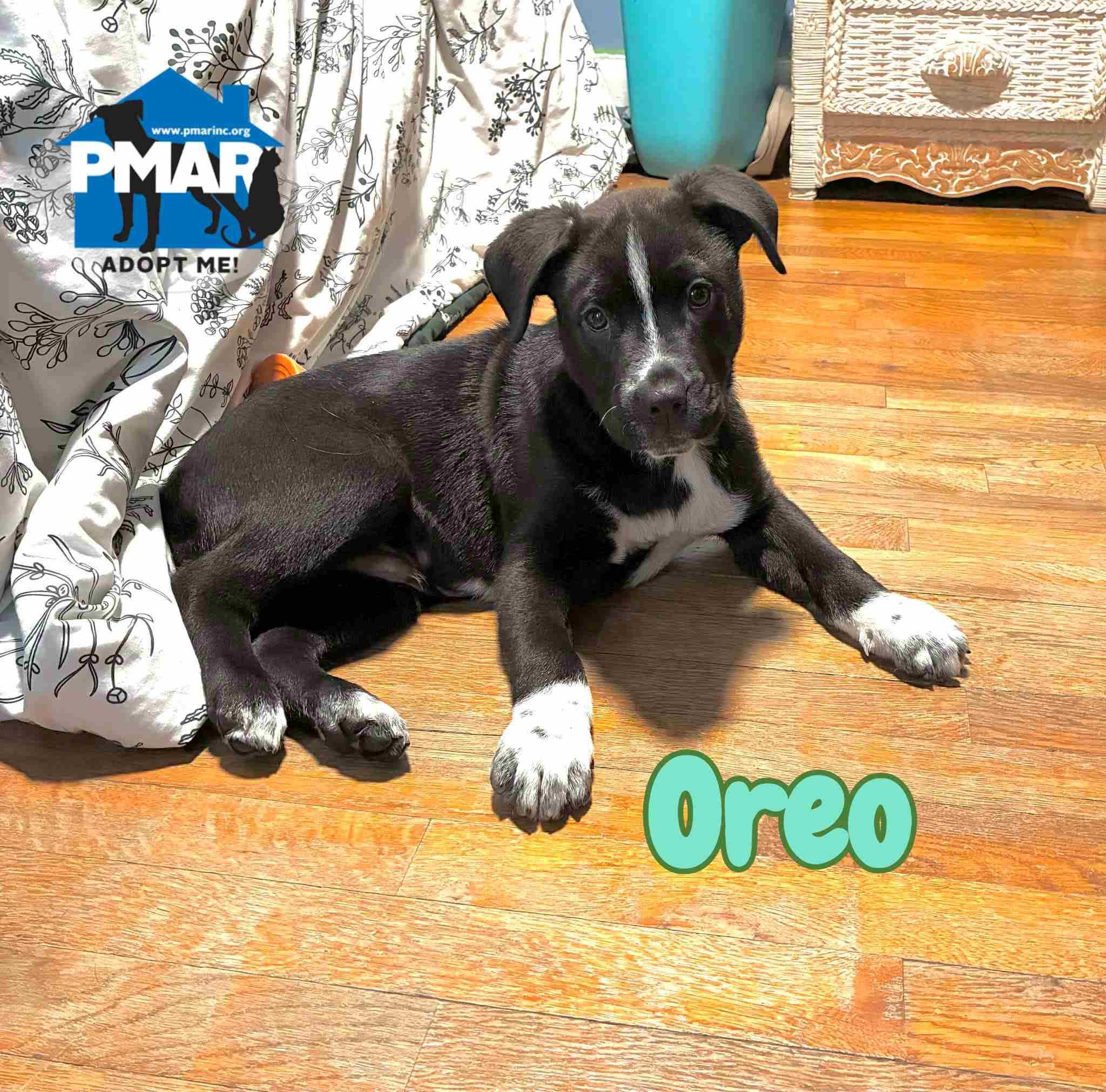 Oreo