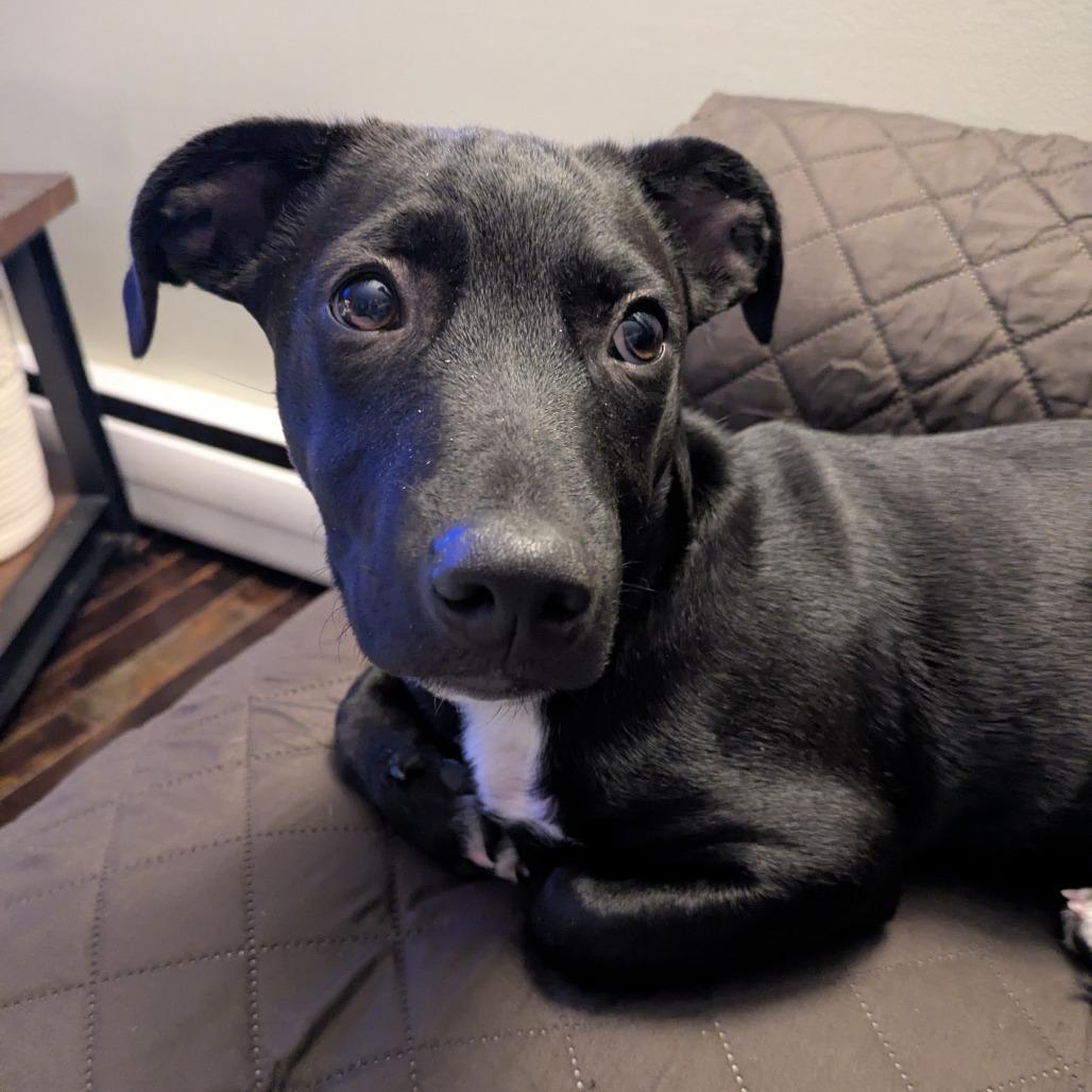 Dasher
