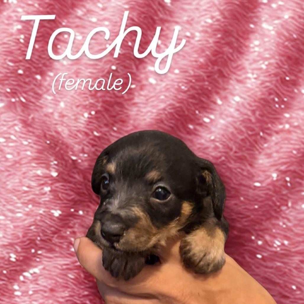 Tachy