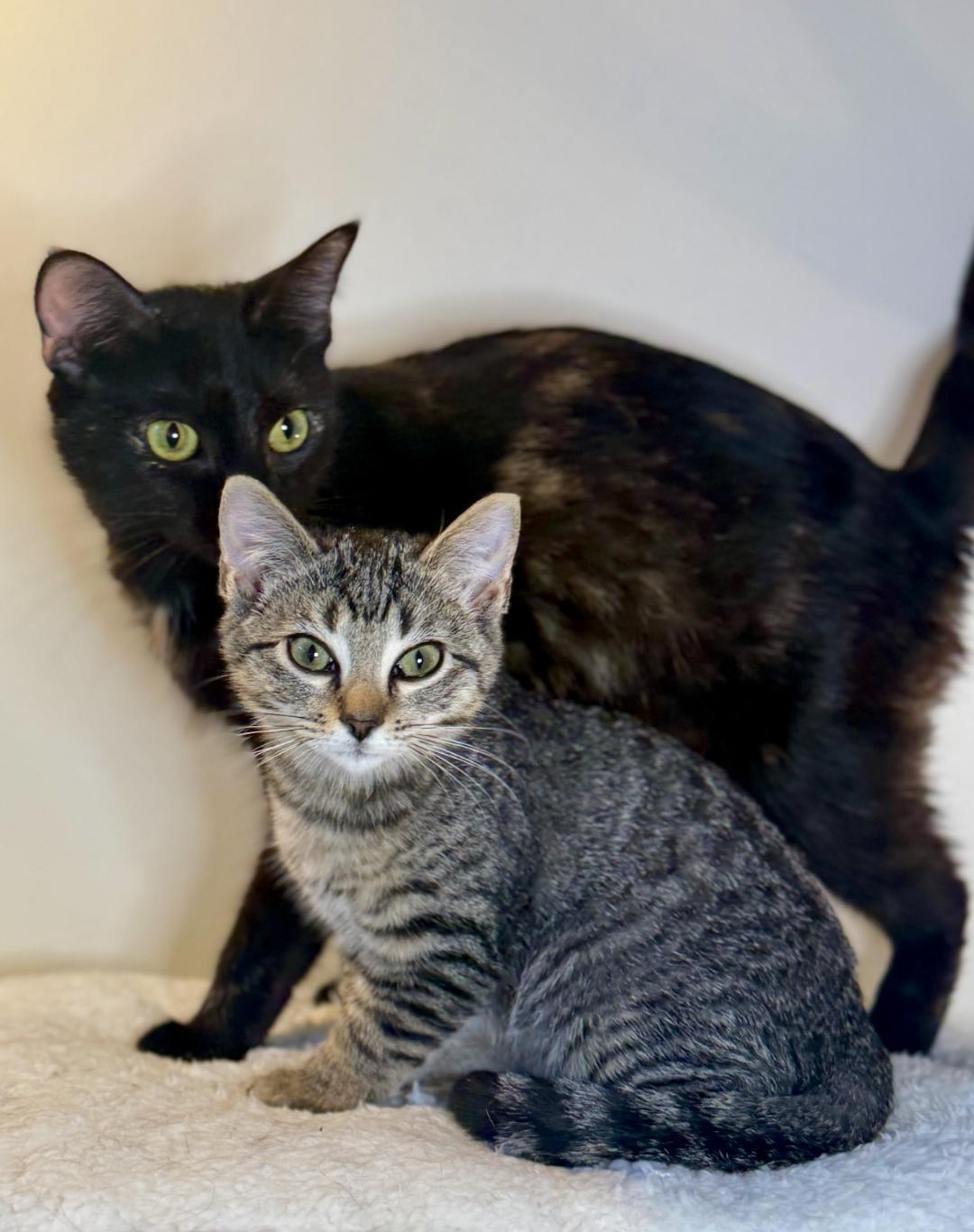 A young medium-sized female Tortoiseshell Domestic Short Hair cat named Star & Candy for adoption in Boca Raton, FL