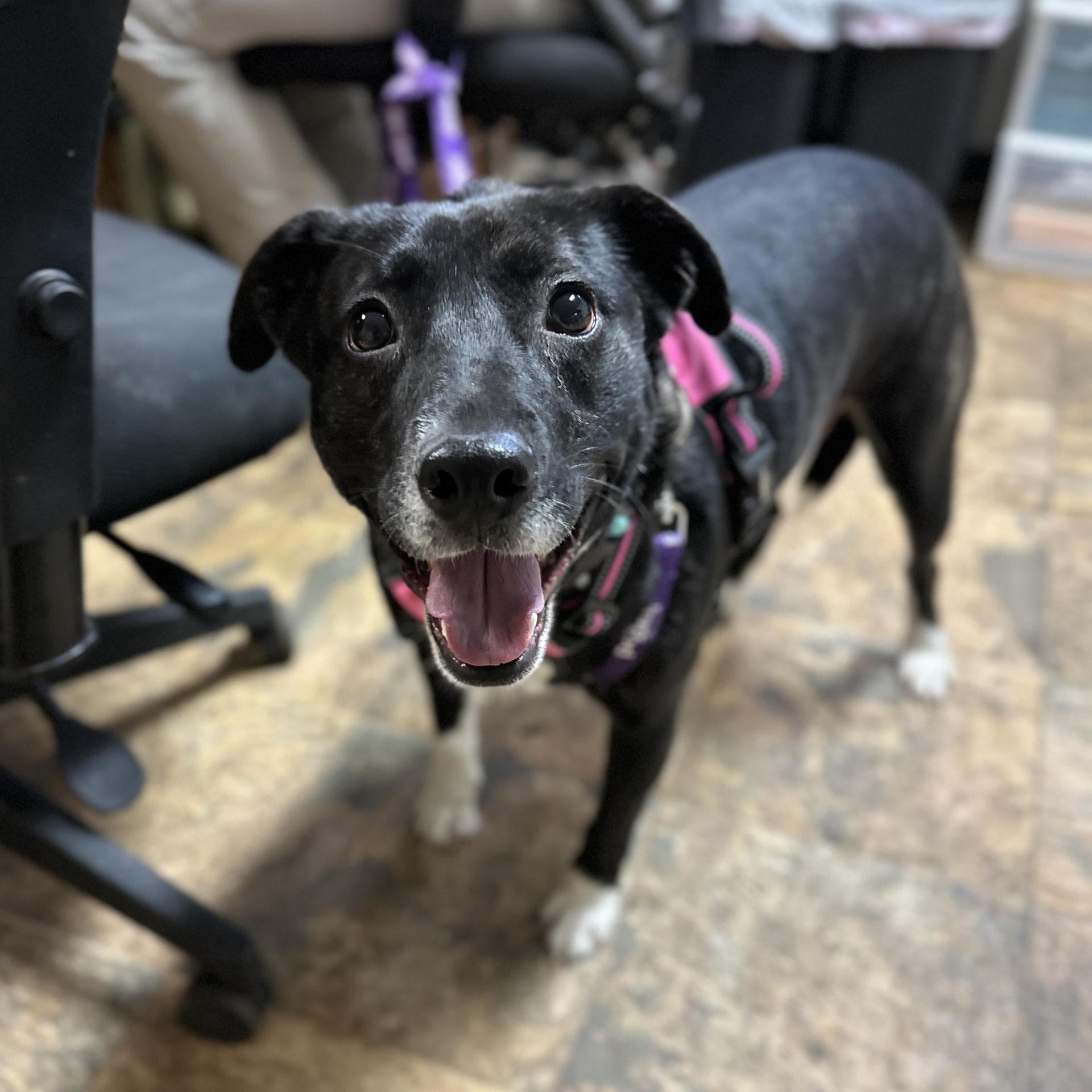 An adult medium-sized female Black Pit Bull Terrier dog named Daisy for adoption in Columbia, SC