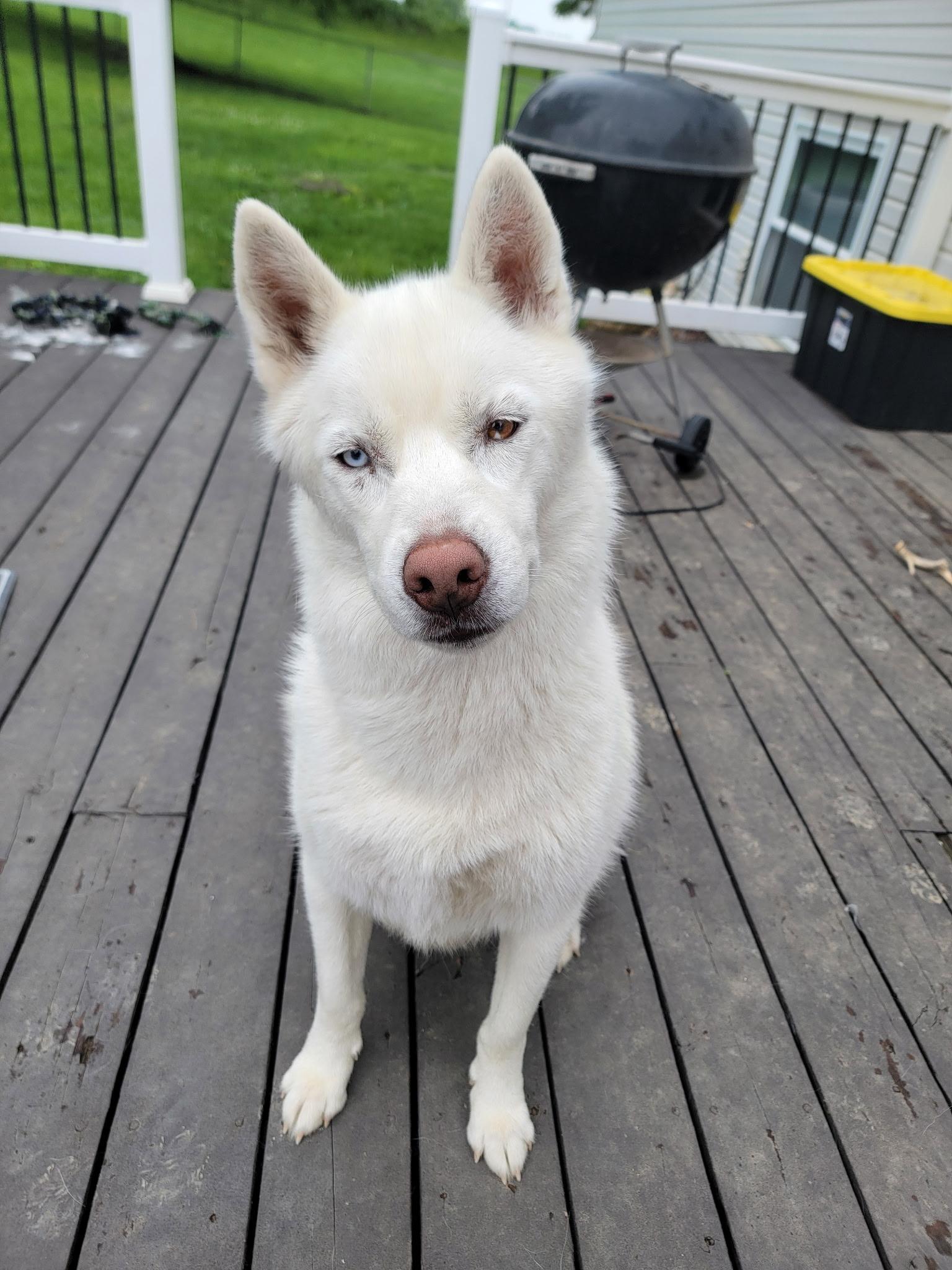 An adult medium-sized male Siberian Husky dog named Atlasghost for adoption in Sumter, SC