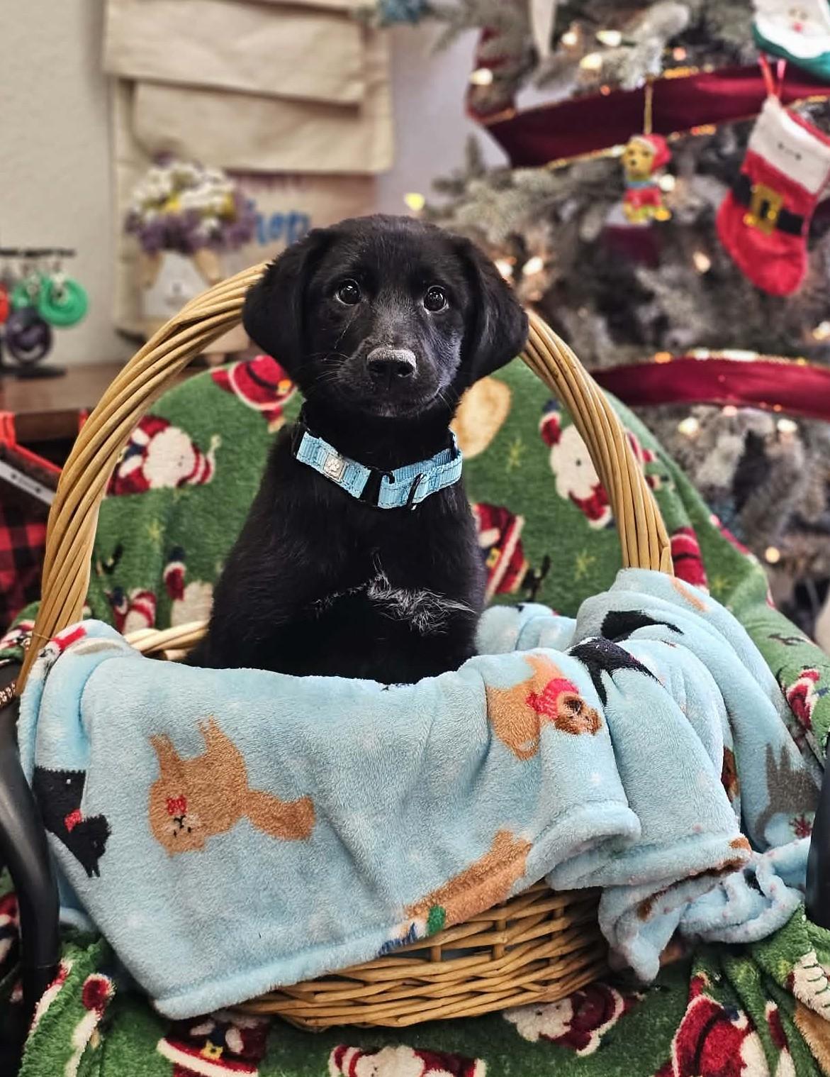 Cobbler The Schnauzer Mix