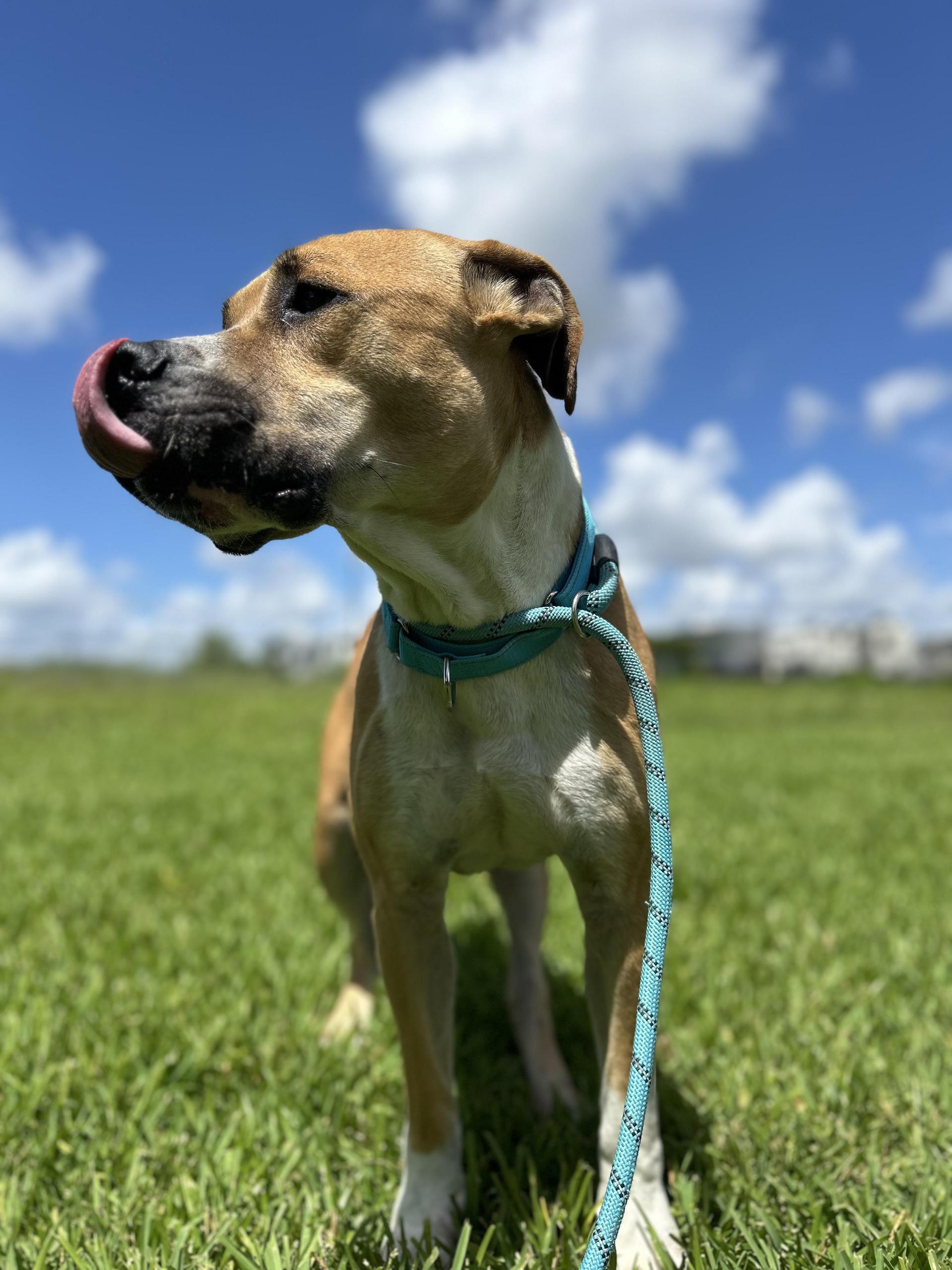 An adult medium-sized male Golden Pit Bull Terrier dog named Blaze for adoption in Pearland, TX
