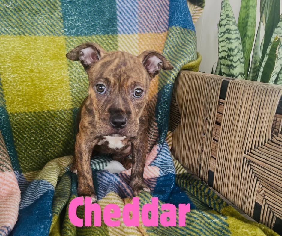 Cheddar