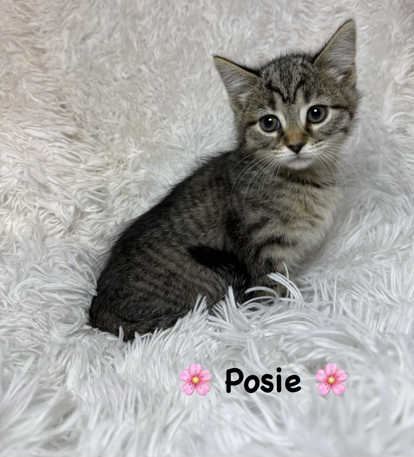 Posie