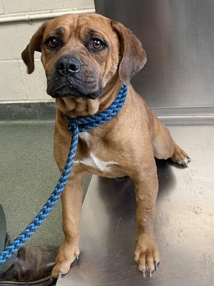 An adult medium-sized female Mastiff dog named Iris for adoption in San Marcos, TX