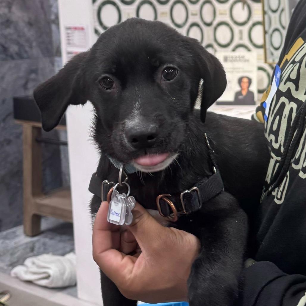 Lucy Jane Pup: Clarence