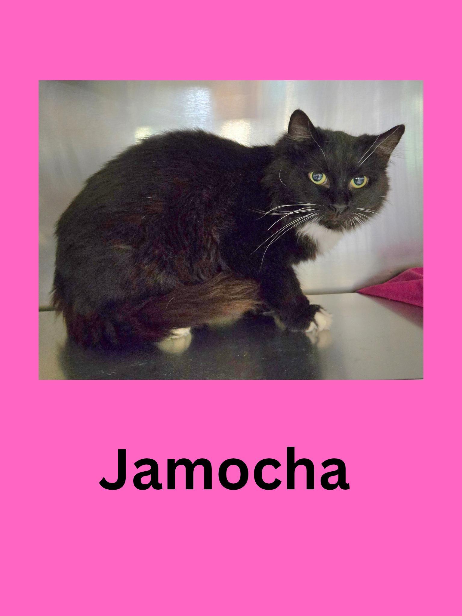 Jamocha