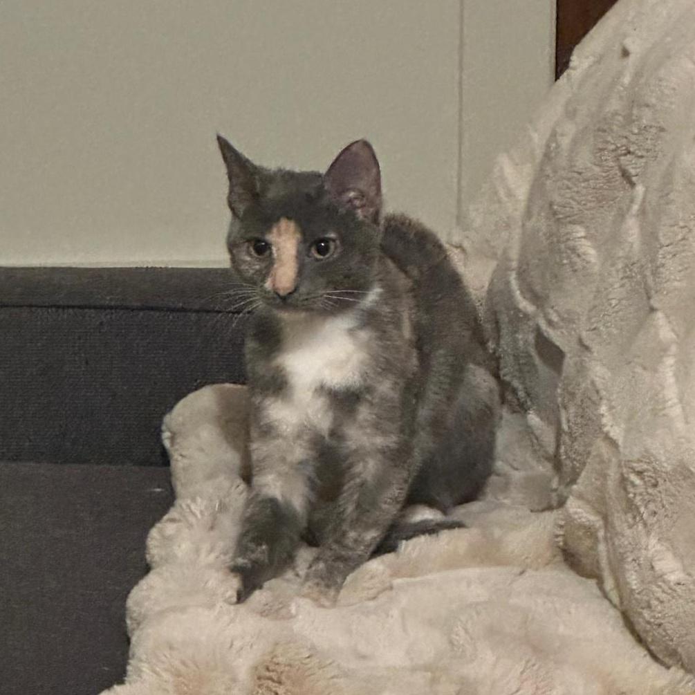 Sage (bonded with Sky)