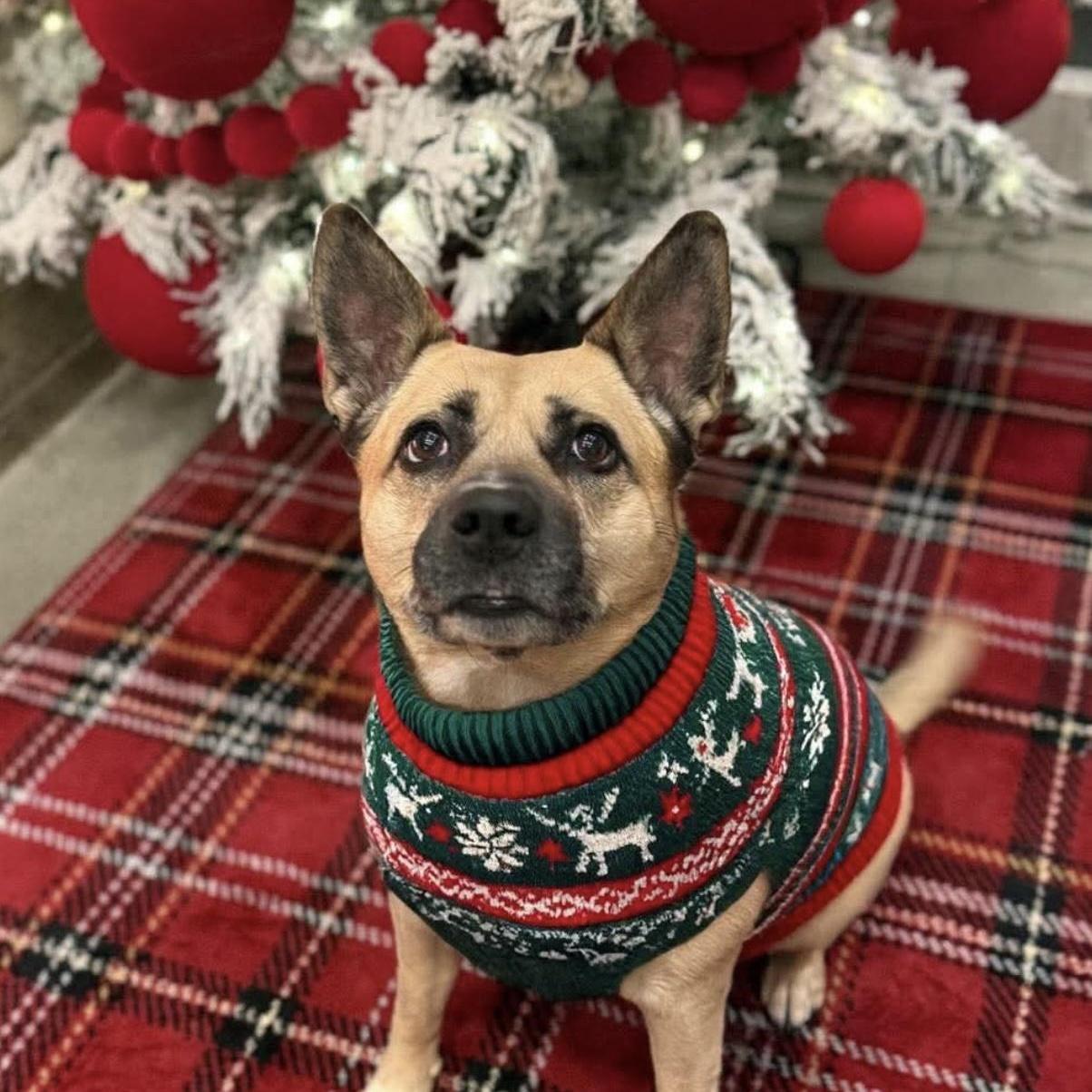 An adult medium-sized female Apricot / Beige Shepherd dog named Scooby for adoption in Springfield, MO