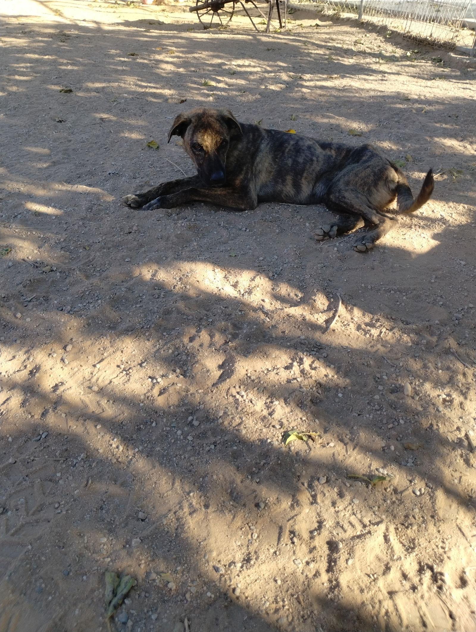 Parvatigood Candidate For Therapy