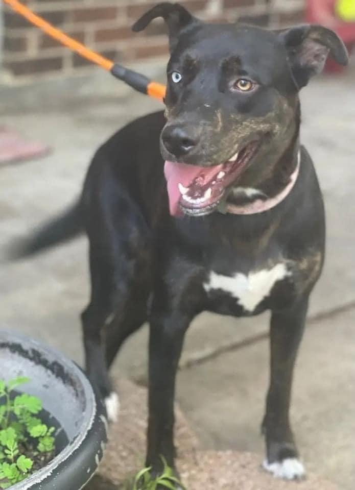 An adult large-sized female Bicolor Shepherd dog named Lb for adoption in League City, TX