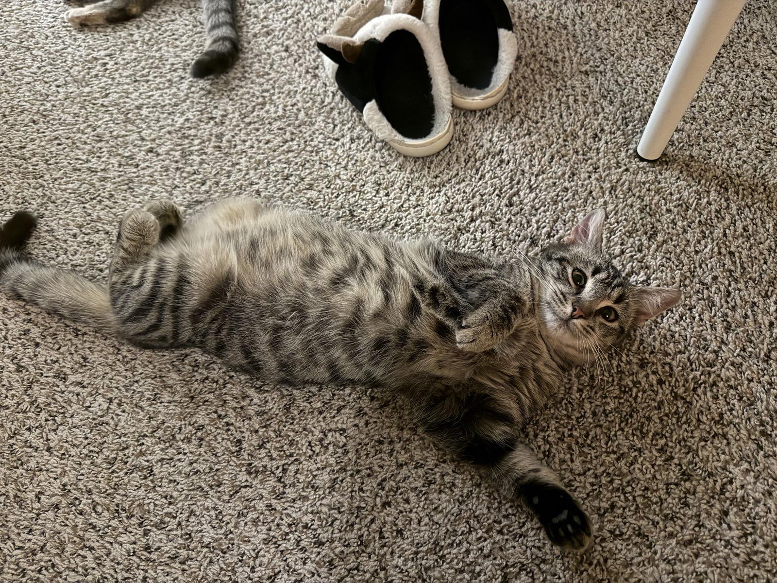 Willow & Zuzu Bonded