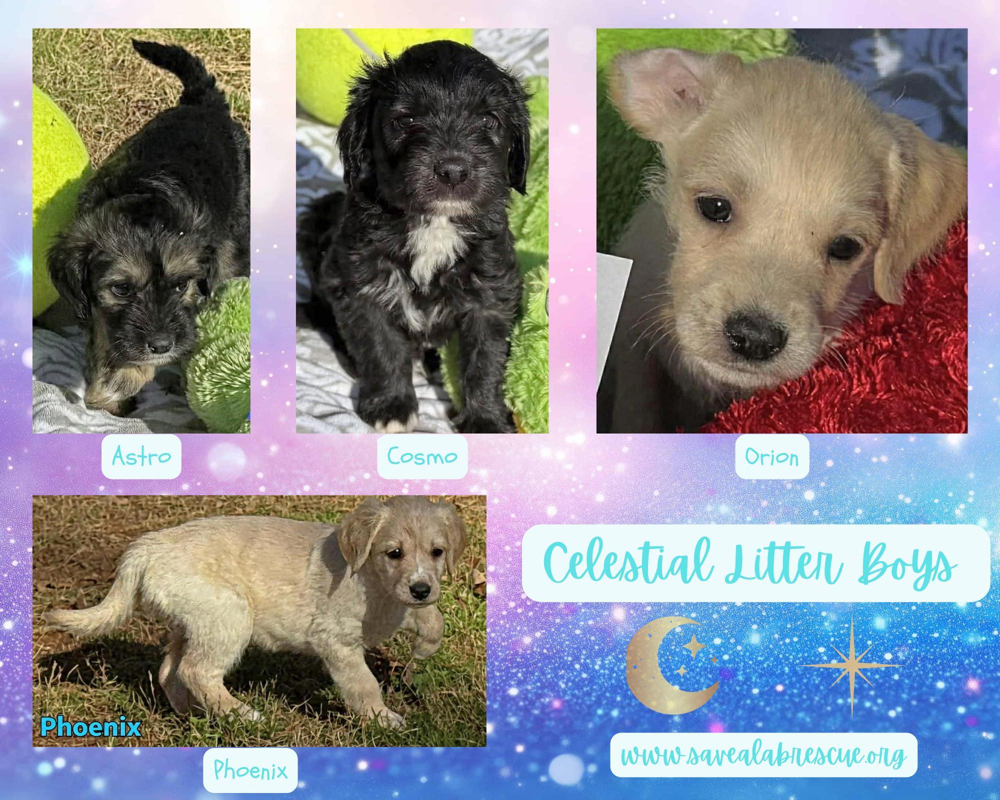 Celestial Litter Males