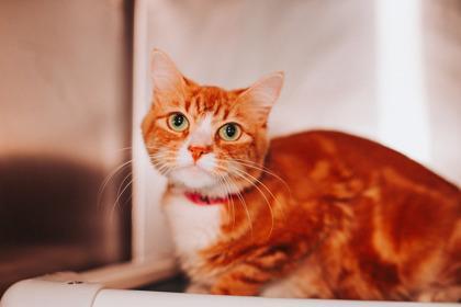 A Mindipounce Cat Cafe