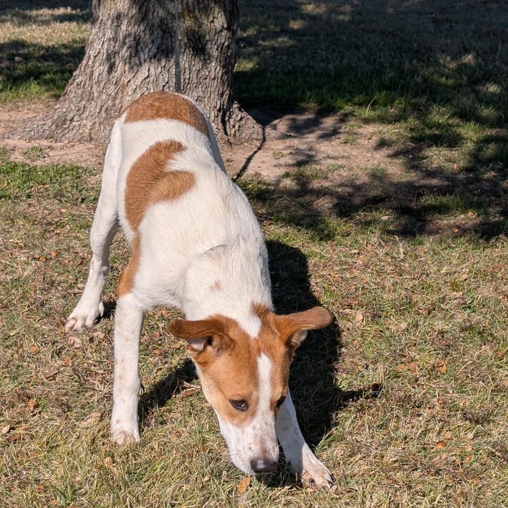 Smores Graham Cracker