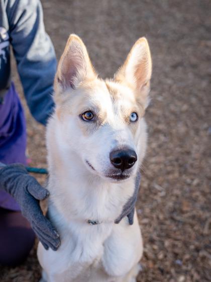 An adult medium-sized female Mixed Breed dog named Arabia for adoption in Chamblee, GA