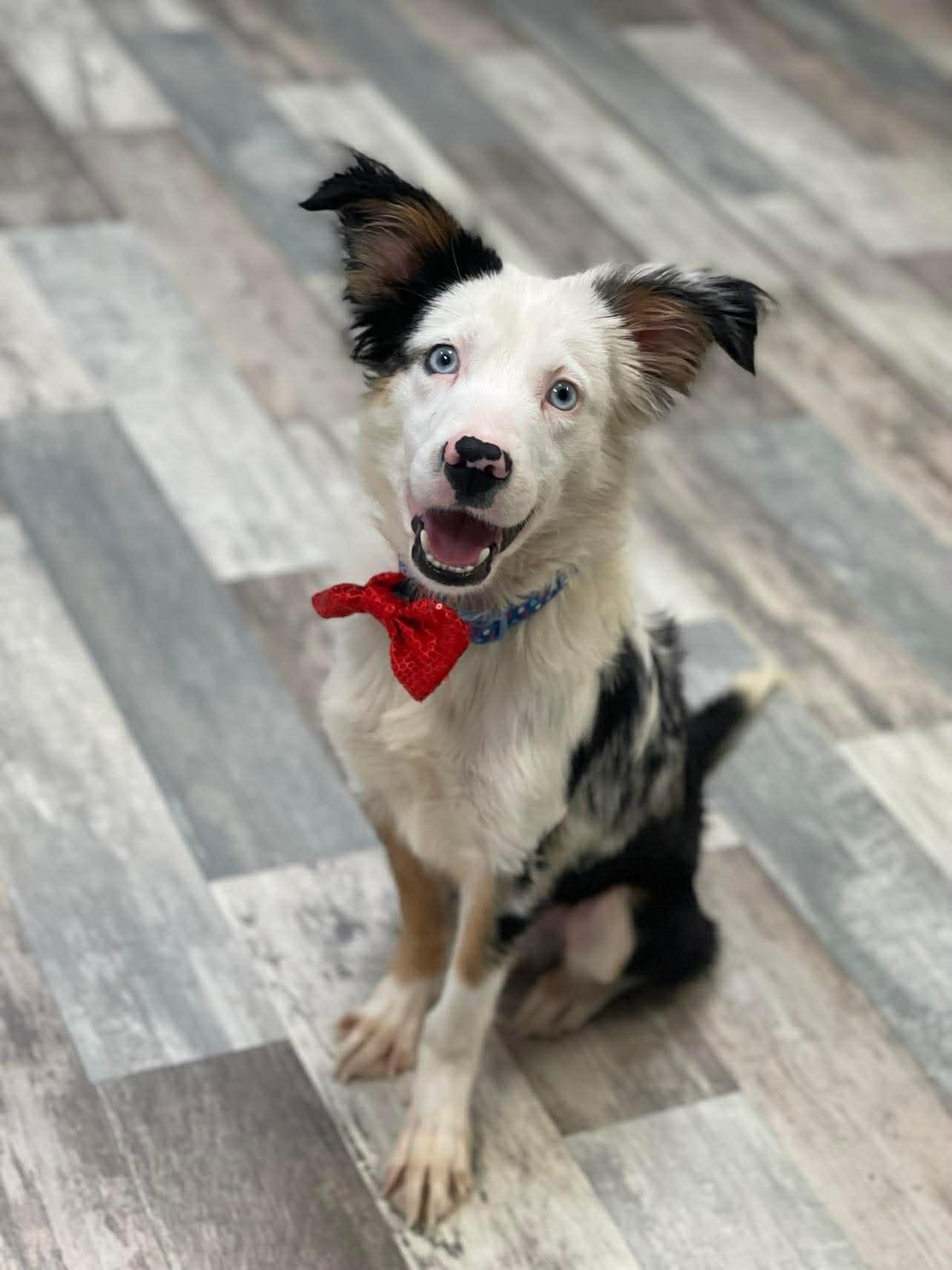 Bagel The Mini Australian