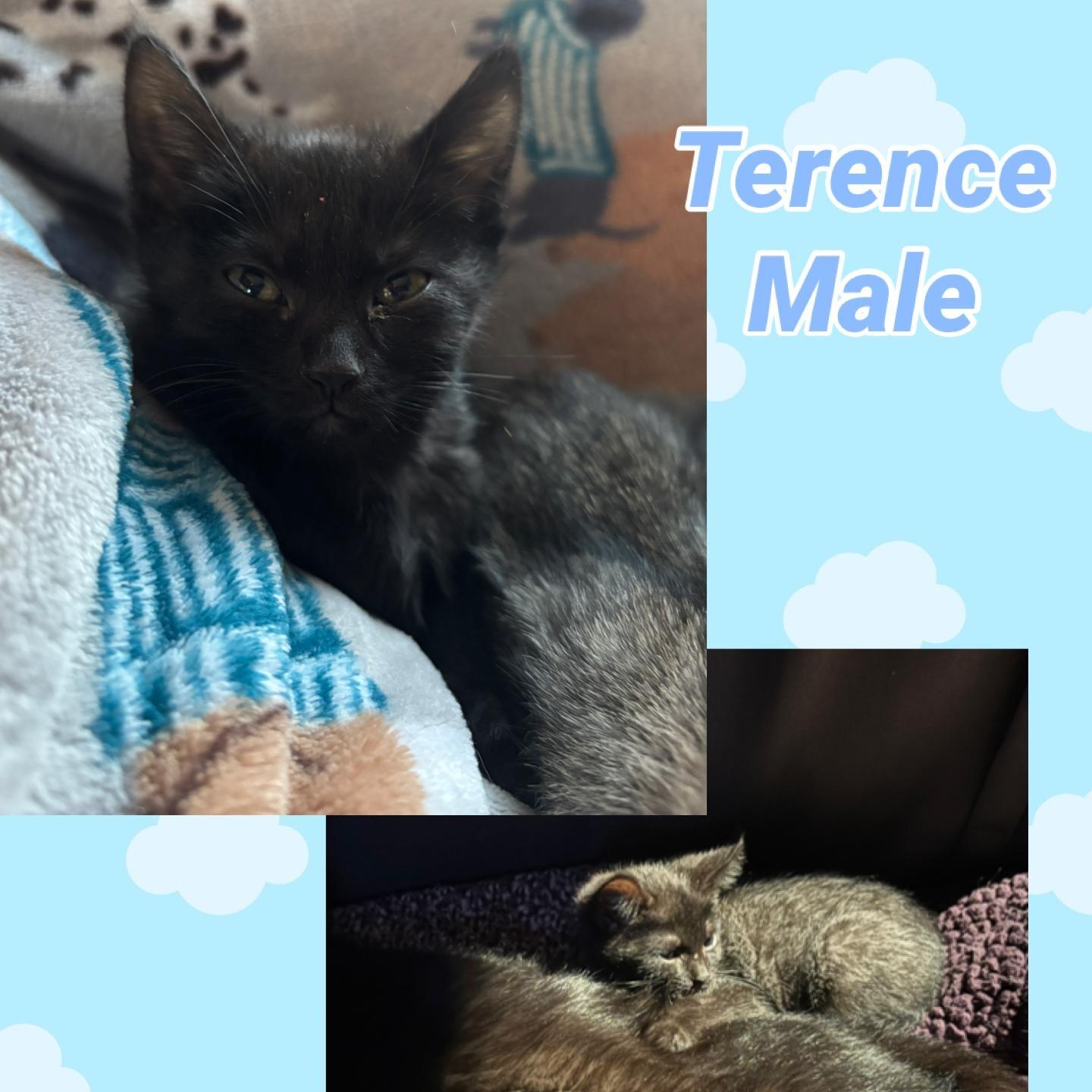 Terence