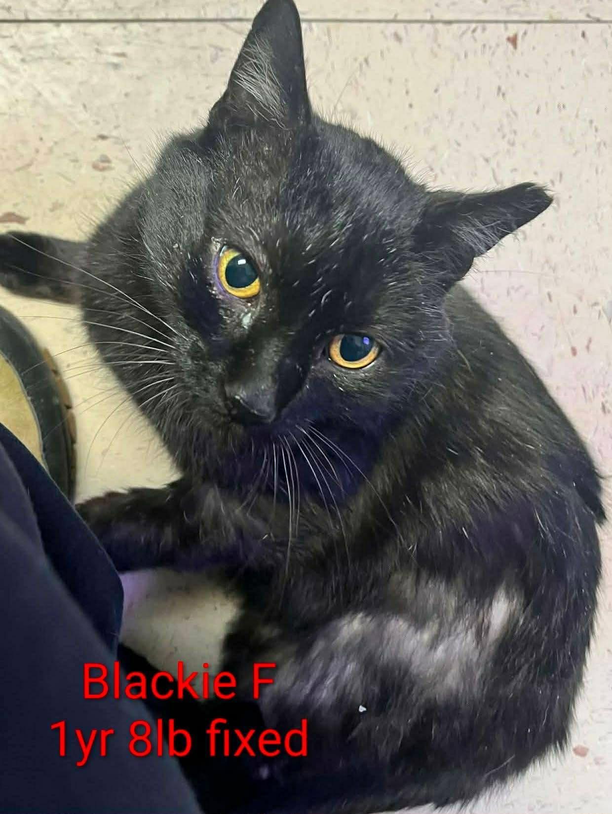 Blackie