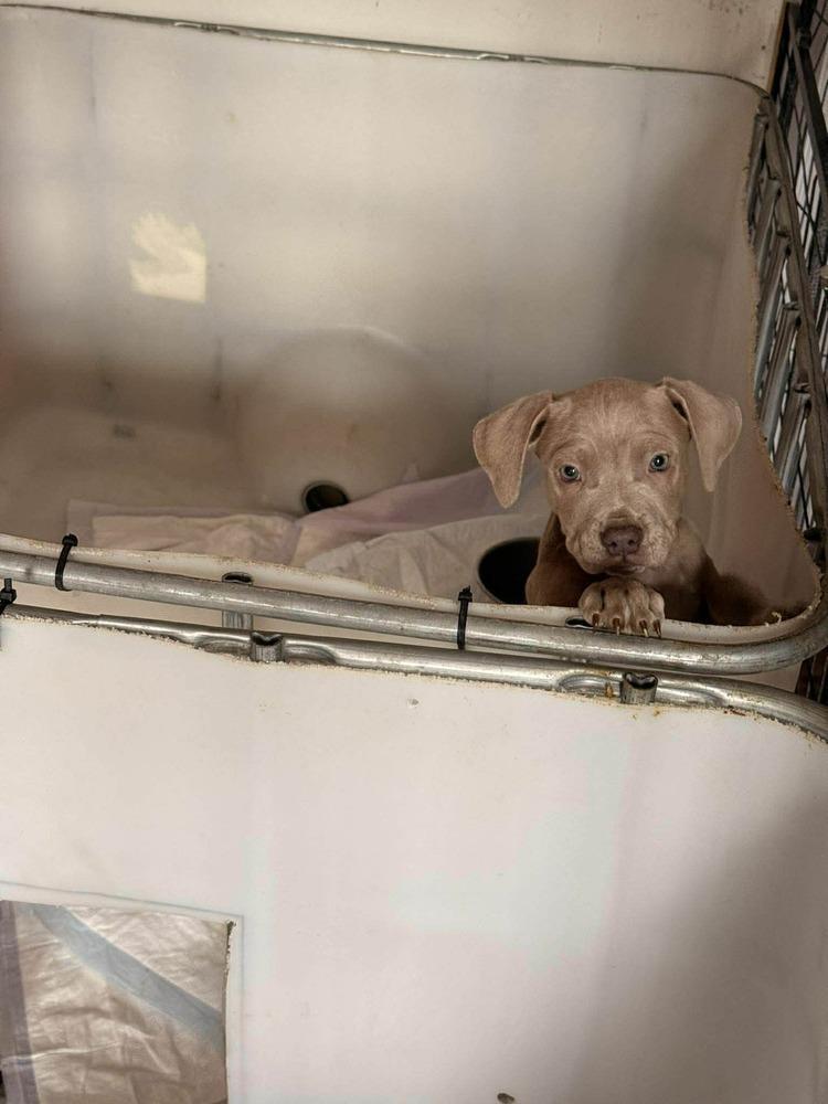 Girl Scout Cookie Crew