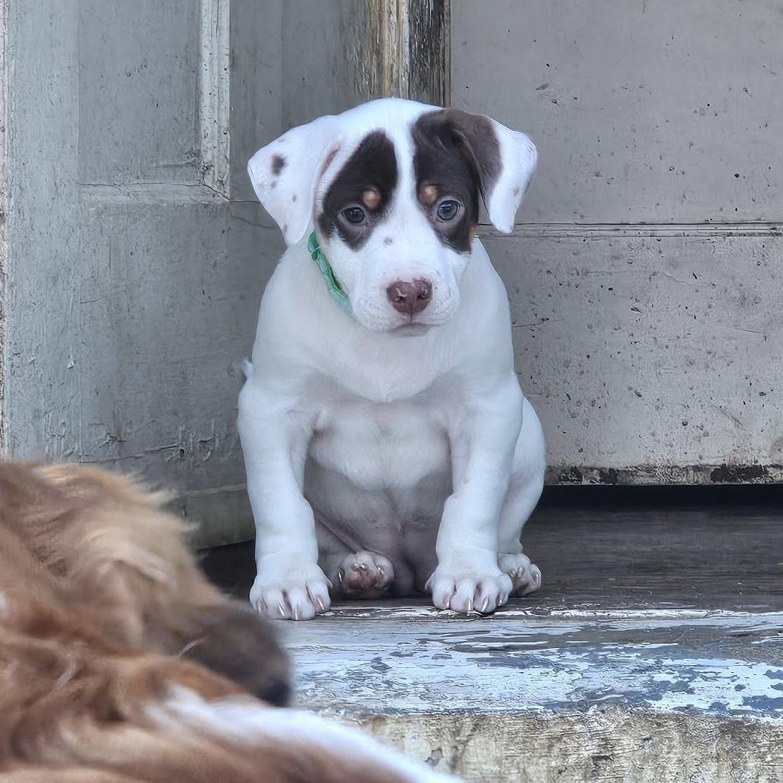 Stevie The Bulldog Puppy