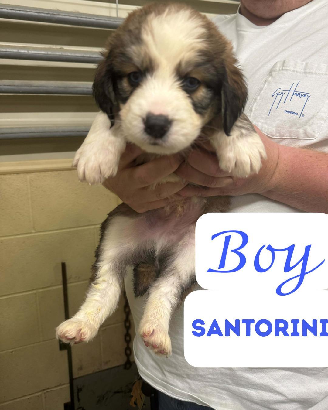 The Staycation Litter Great