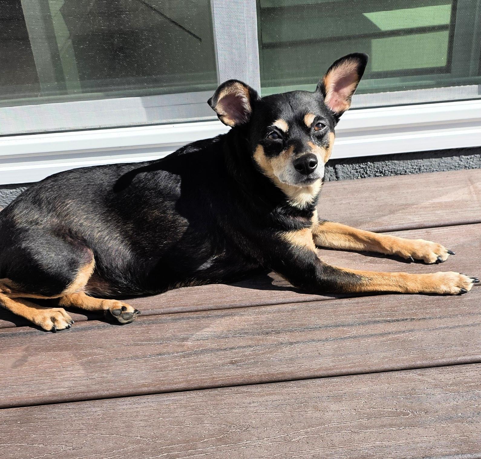 Tink Loves To Cuddle!