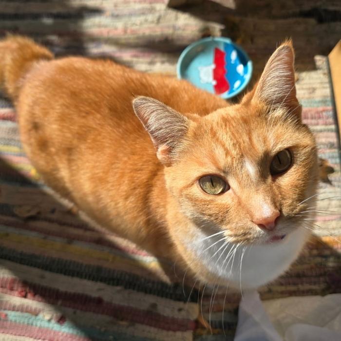 Bobby Bobtail! @pawz Pet