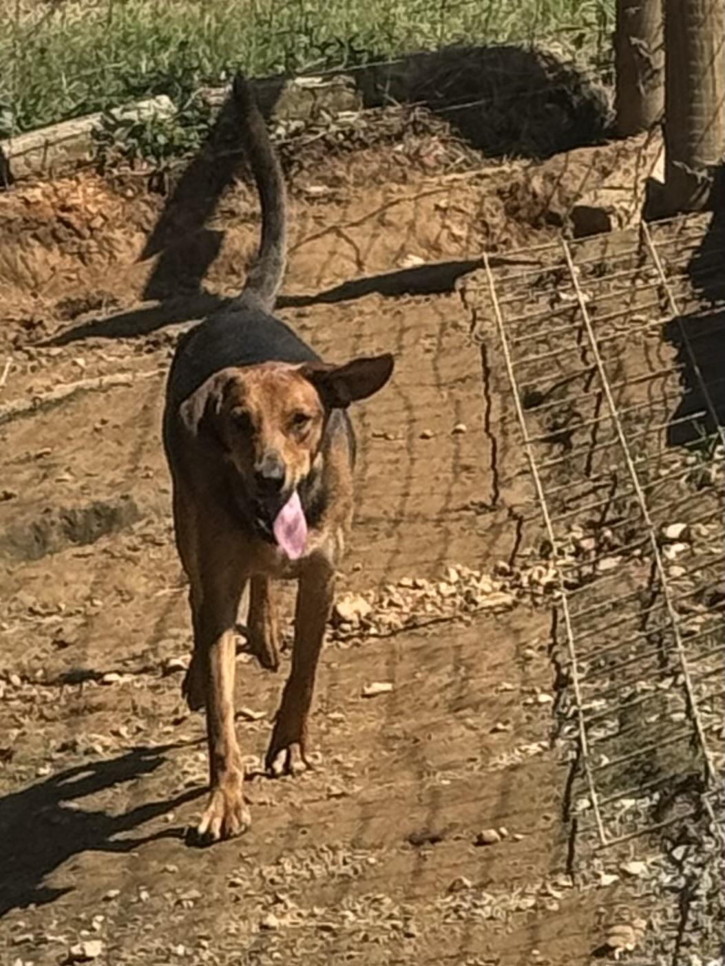A young medium-sized male Bicolor Black and Tan Coonhound dog named Bob for adoption in Holly Springs, MS