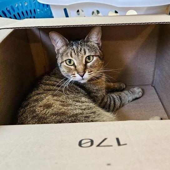 Pimento Cheese photo 1