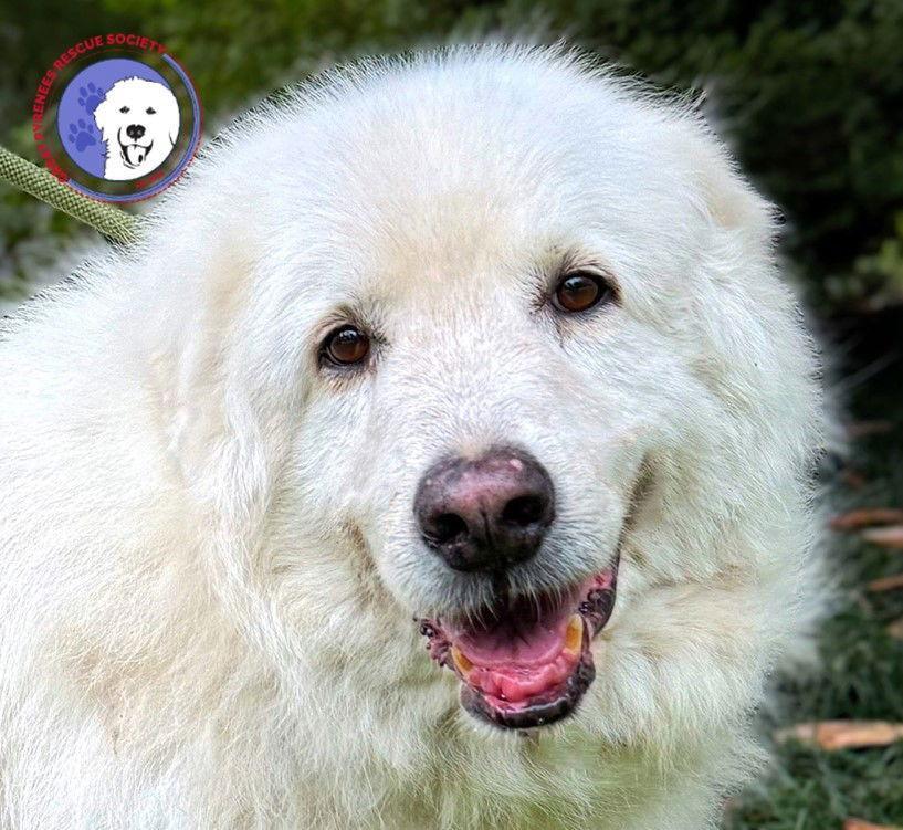 A senior large-sized male White / Cream Great Pyrenees dog named Sam for adoption in Spring, TX