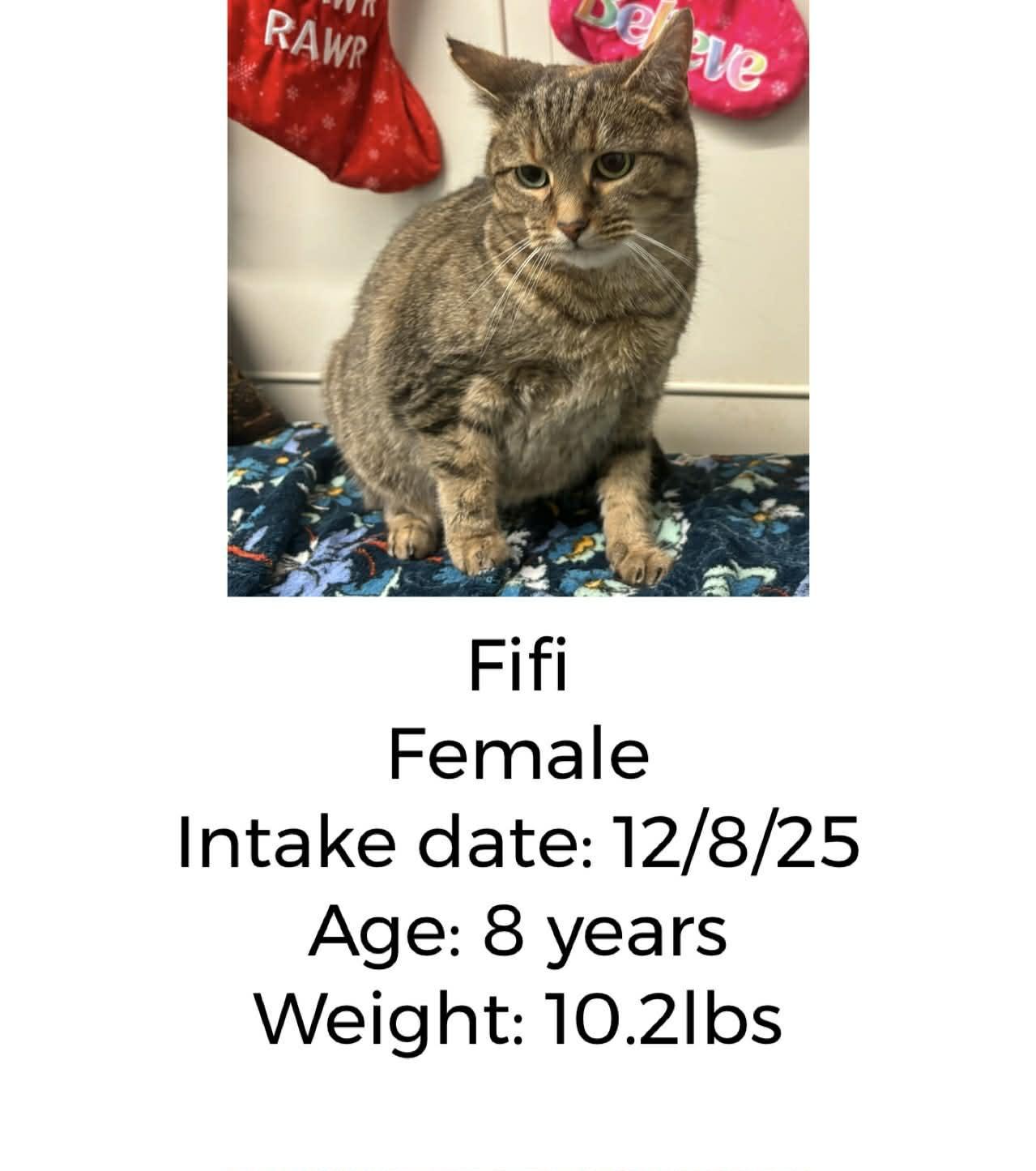 Fifi