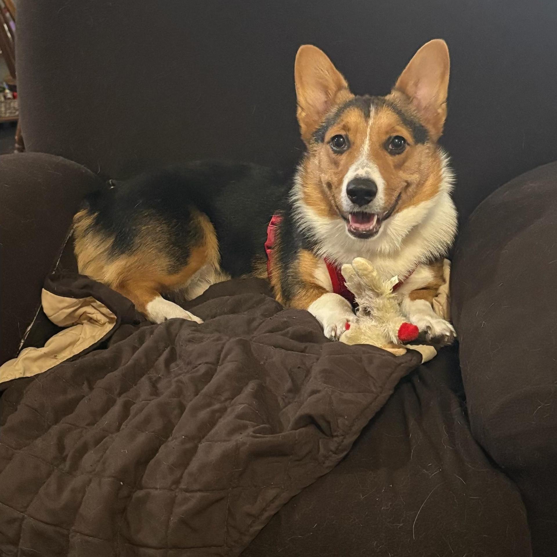 A baby medium-sized female Tricolor (Brown, Black, & White) Pembroke Welsh Corgi dog named Stella for adoption in Tuscaloosa, AL