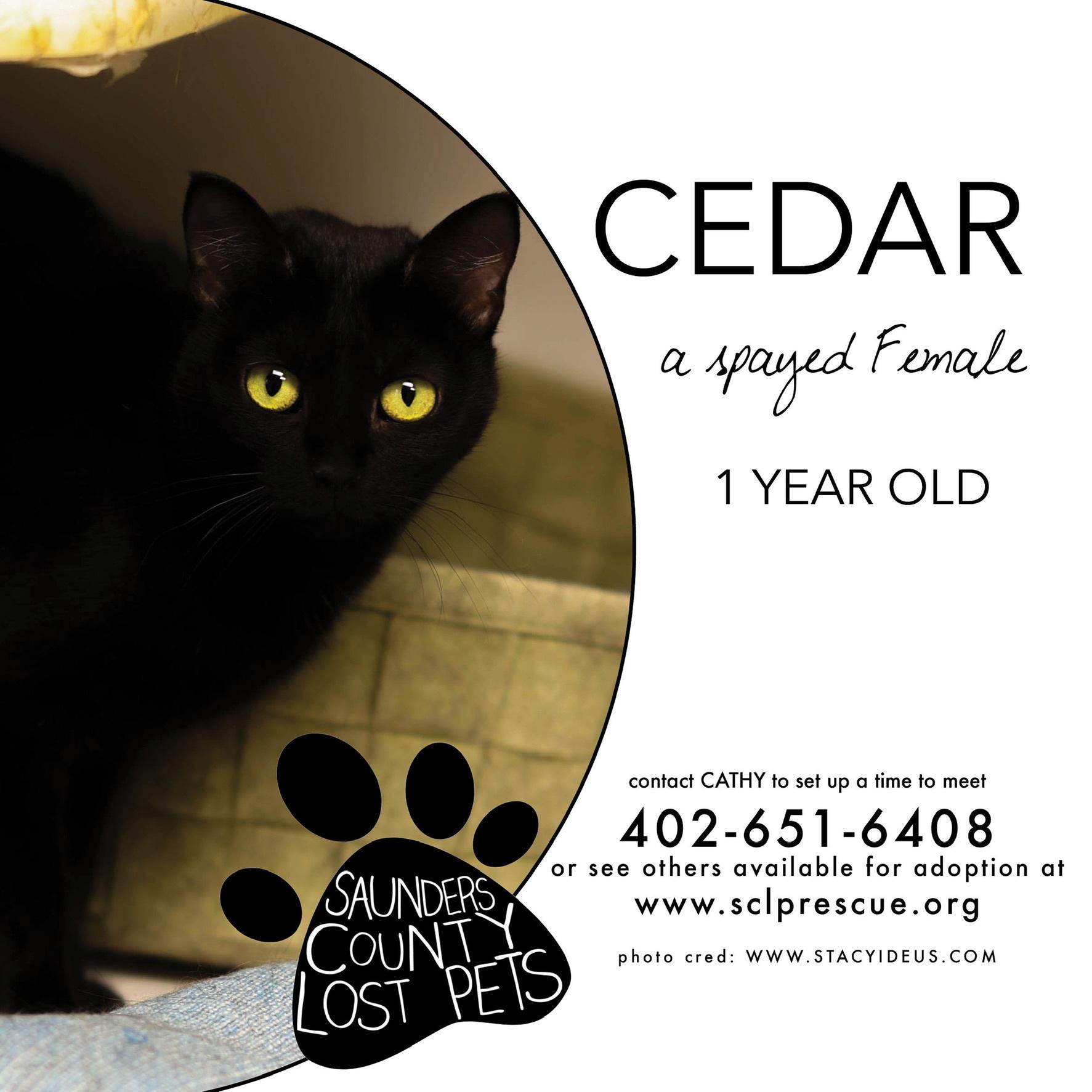 An adult small-sized female Black Domestic Short Hair cat named Cedar for adoption in Wahoo, NE