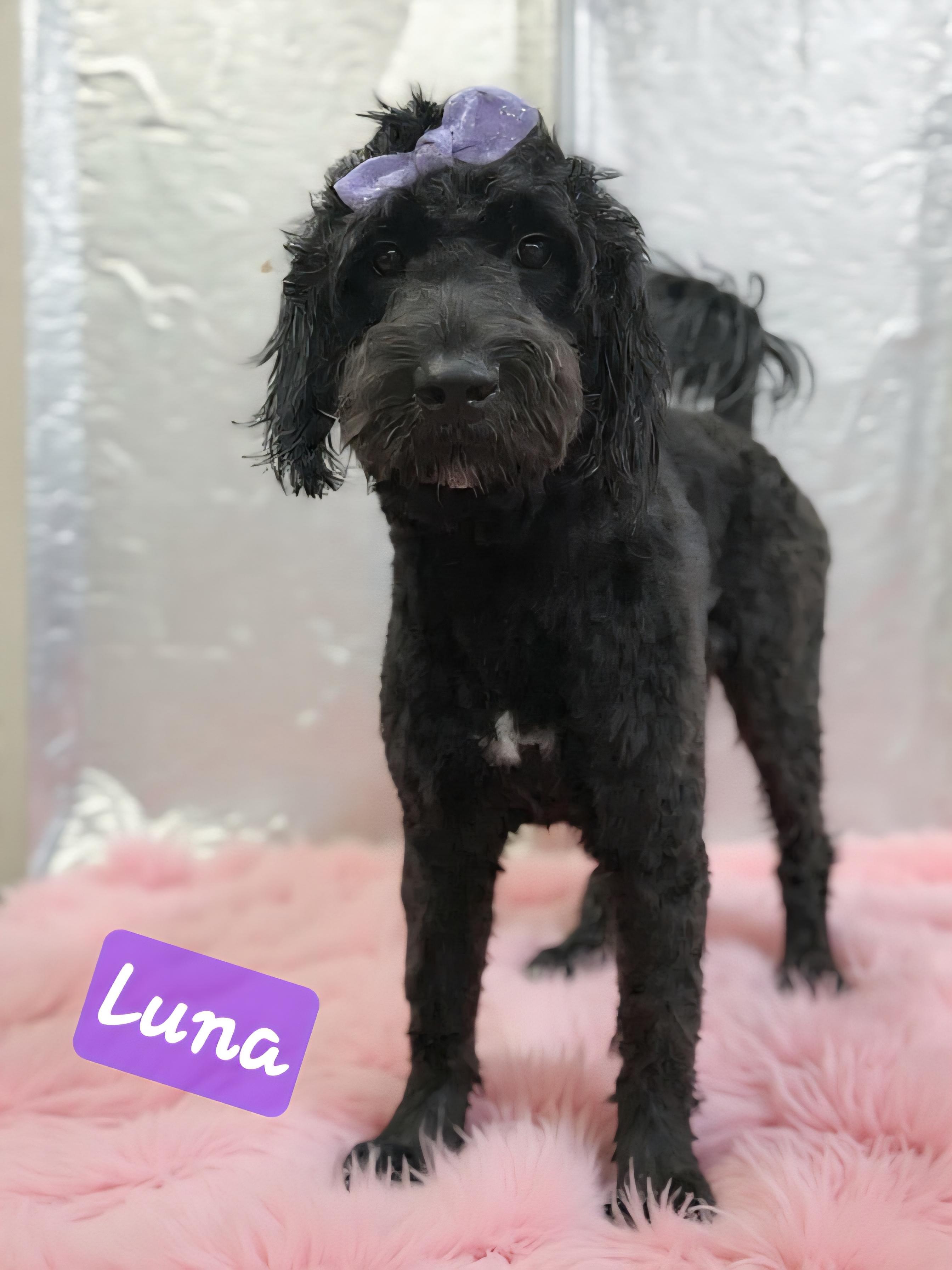 Luna
