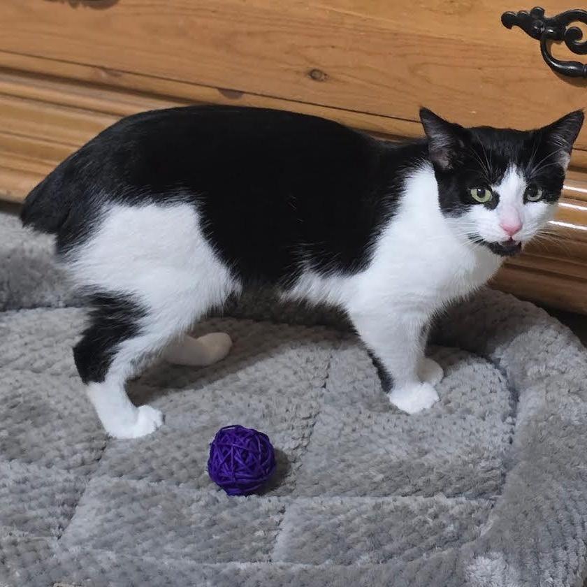 A young medium-sized female Black & White / Tuxedo American Bobtail cat named Hershey for adoption in Miami, FL
