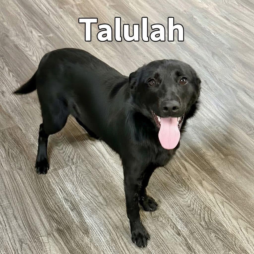 Talulah