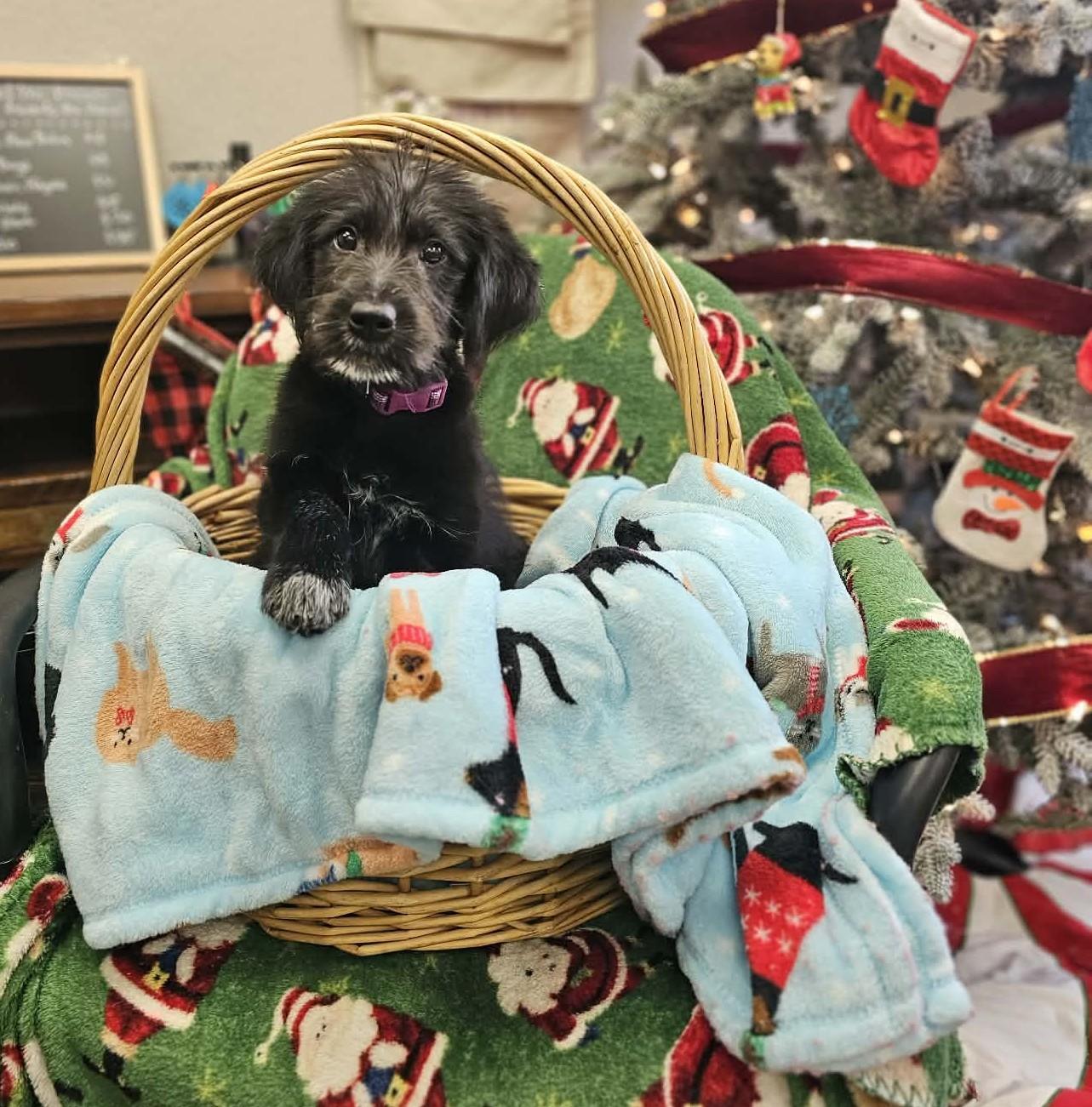 Biscuit The Schnauzer Mix