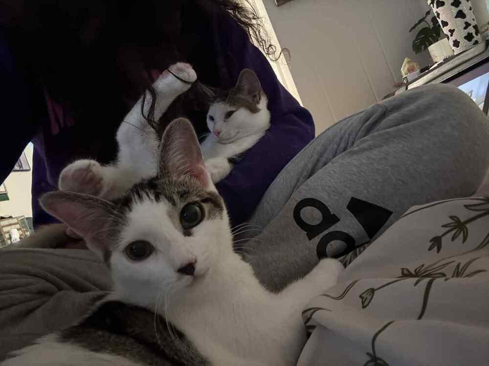 Bubbles Xvii photo 1