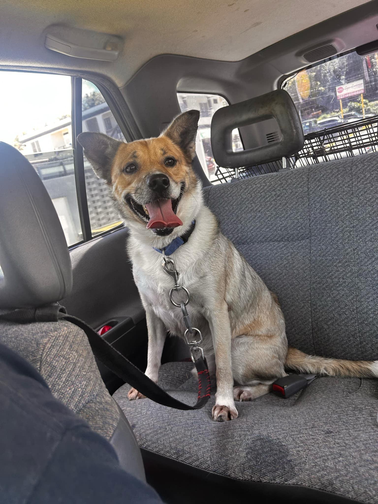 Snoopy “little Peanut”