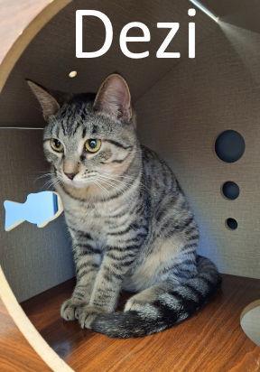 Dezi