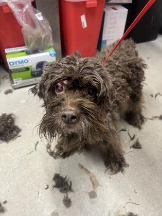 A senior small-sized male Poodle dog named Cocoa for adoption in West Chester, PA