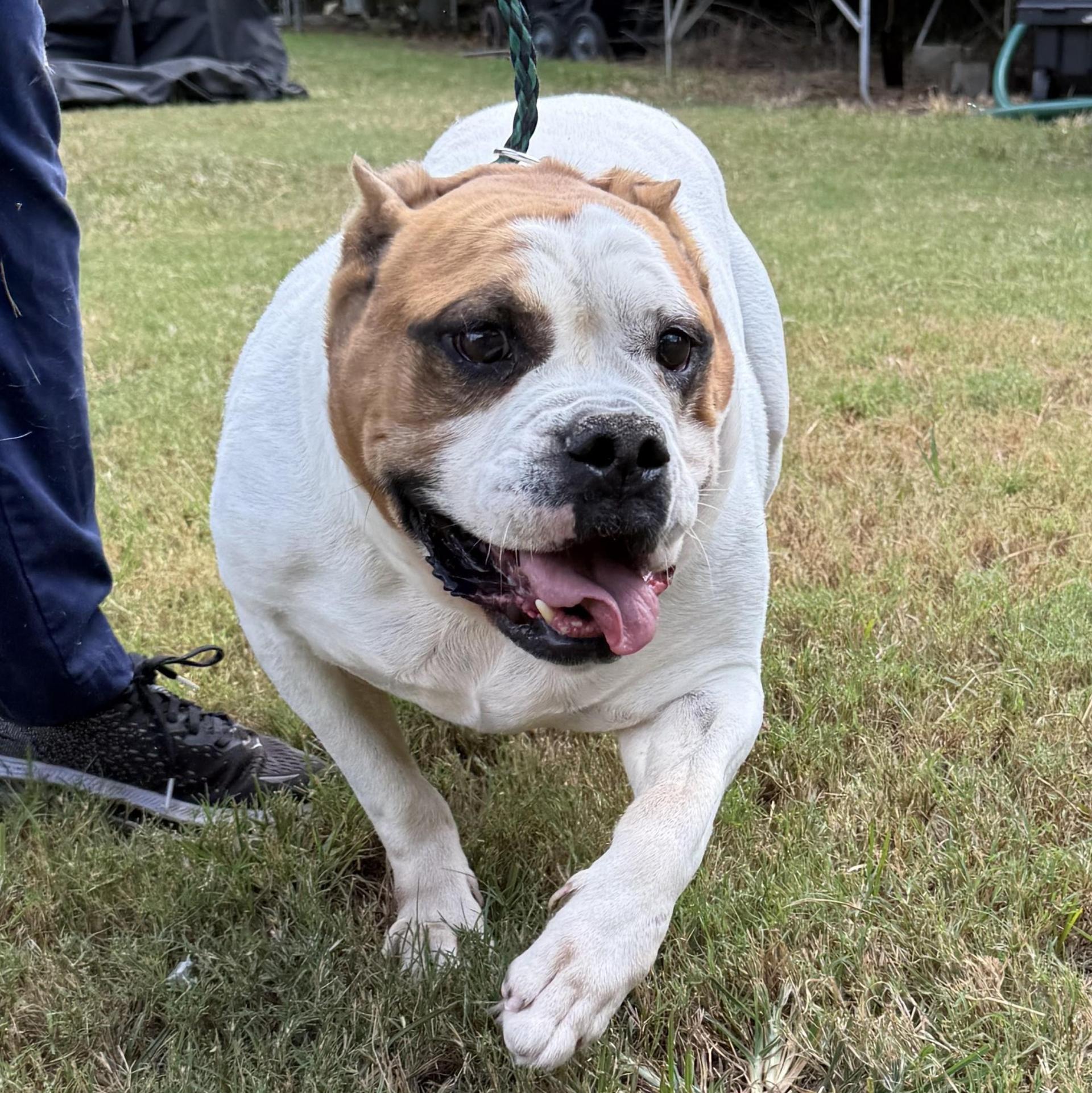 A senior medium-sized male White / Cream English Bulldog dog named Tank for adoption in Columbia, SC