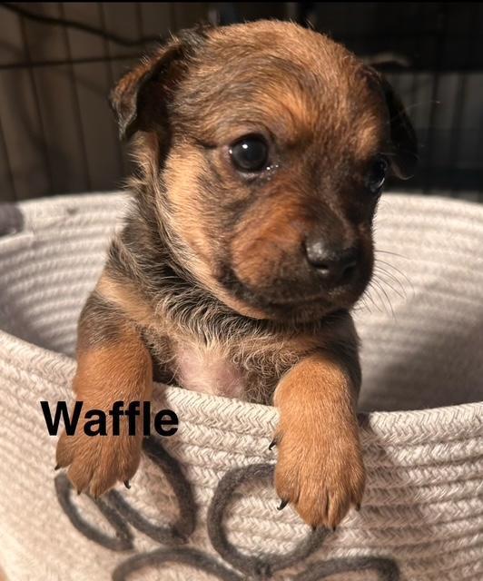 Puppy Waffle Girl
