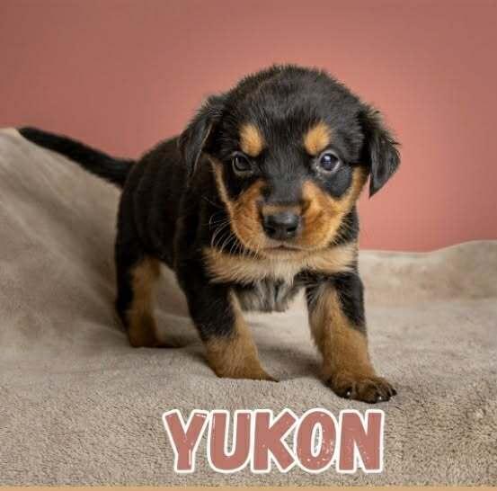 Yukon