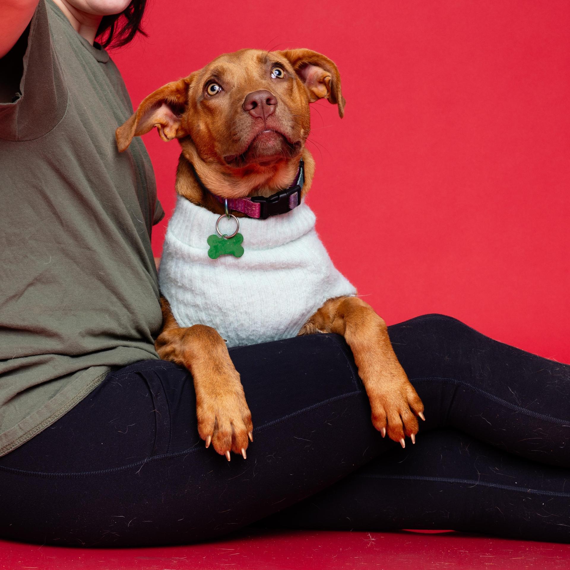 A baby medium-sized female Red / Chestnut / Orange Pit Bull Terrier dog named Addison for adoption in Columbia, SC