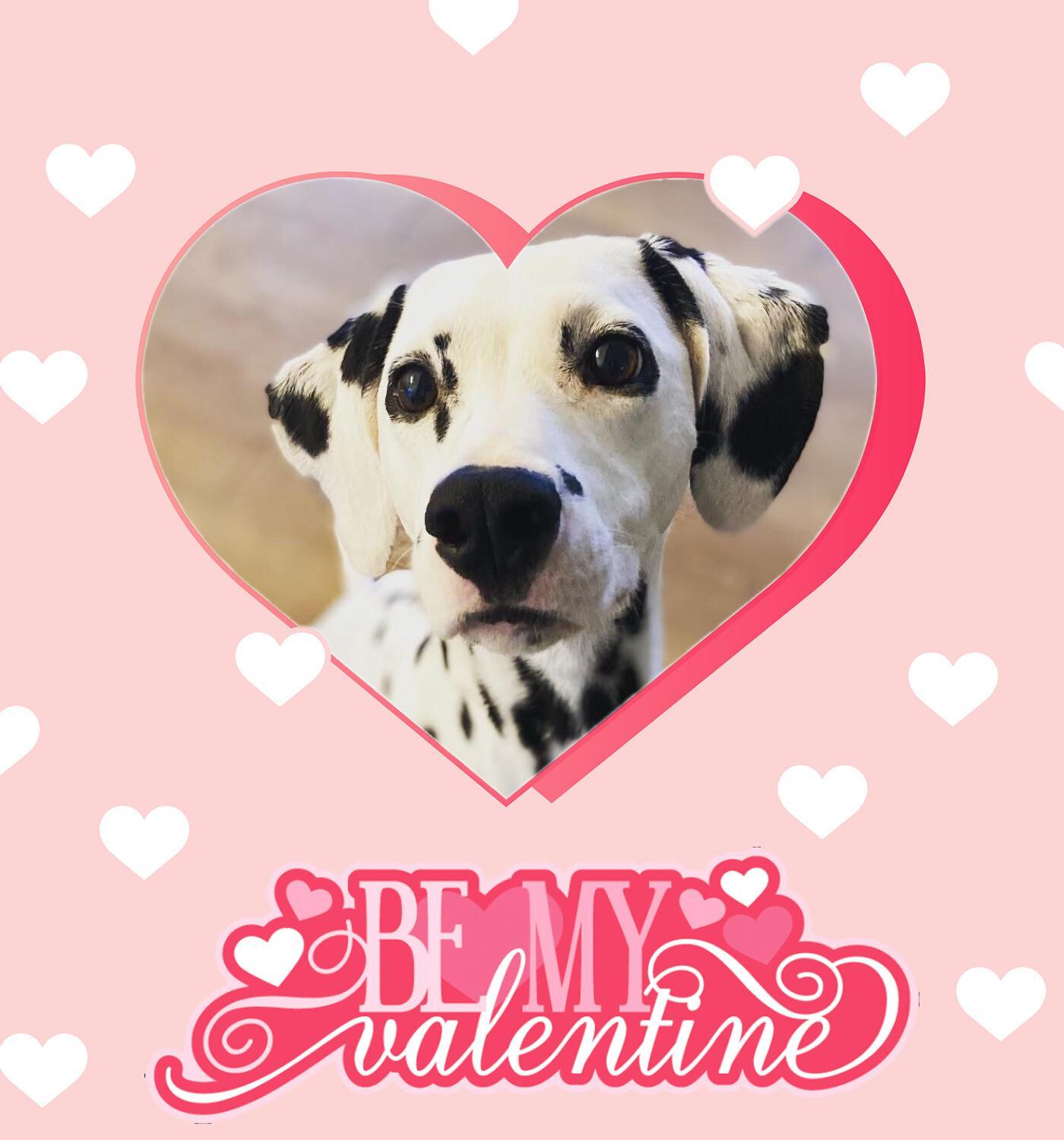 An adult medium-sized female White / Cream Dalmatian dog named Annabelleduluth Ga for adoption in San Diego, CA