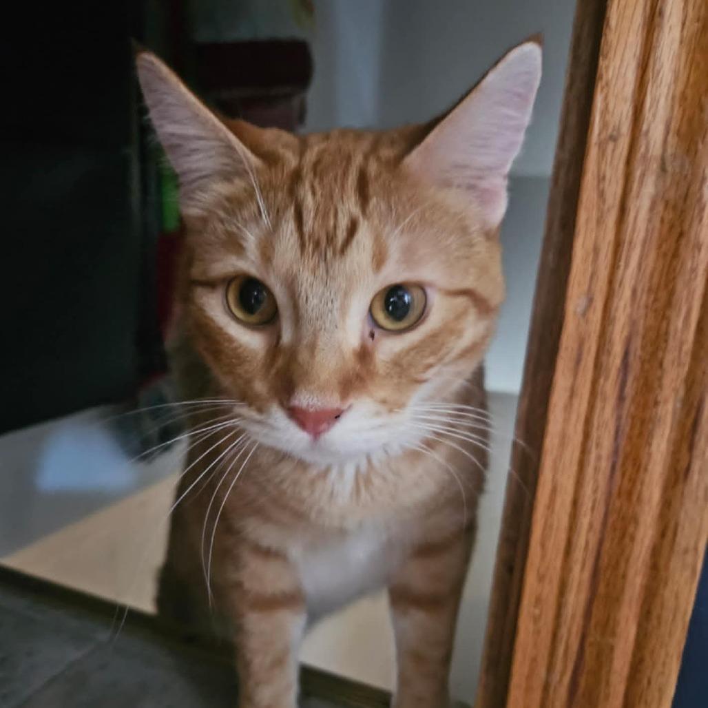 An adult medium-sized male Orange / Red Domestic Short Hair cat named Tiger for adoption in LYLE, MN